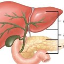 담낭 및 담관암 (gallbladder cancer, cholangiocarcinoma) 쓸개암 이미지