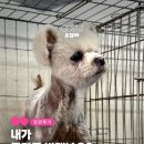 달달한밤 | [유기견 입양] 폭염 속 박스에 버려졌던 개에서 달달한 밤이 된 '입양후기'