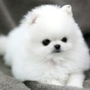 귀여운 강아지 이미지