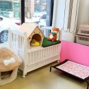 조선생 펫살롱 이미지