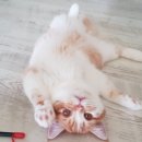 최오목