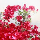 아젤리아 이미지