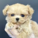 야옹아 멍멍해봐 이미지