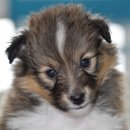 운정호수동물메디칼센터 이미지