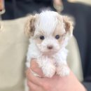 부산강아지분양 마이뭉 24시 이미지