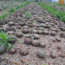 단비농장 이미지