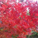 중앙레스파 이미지