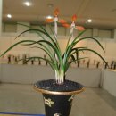 한국춘란 전시회 이미지