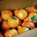 왕대봉 | 크고 맛있는 진영단감 왕대봉! 유기농엄마학교에서 주문하세요~