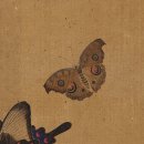 [남부] 한문 서예(2025) | 조선시대 남계우의 그림 속 남방공작나비-그림으로부터 과거의 생물다양성을 추정할 수 있을까?