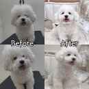 사랑애견샵 | 미용 잘하는 두유펫! 비숑미용 전문 애견샵! 내돈내산 후기!애견호텔 송파 강아지 분양! 문정...