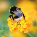 지지밍고 이미지