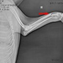 우리들동물병원 이미지