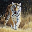 조아조아 이미지