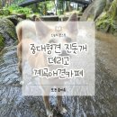 댕댕찹찹 | 중대형견 진돗개 데리고 포천 계곡애견카페 '울미숲'