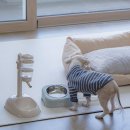 하이원펫클럽 | 강원도 정선 여행 하이원리조트 힐콘도 펫클럽 정선 애견동반 숙소