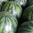 금상농장 이미지