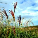 상촌 체육공원 이미지