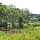 함안 대송리 늪지식물 이미지