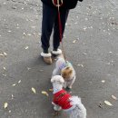 호두데이
