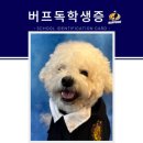 버프독 이미지