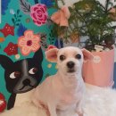 마미몽 펫샵 이미지