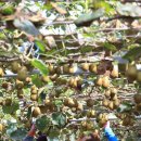 김진근농장 이미지