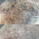 댕데이지 이미지