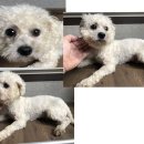 해맞이동물병원 이미지