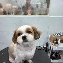 댕댕그루밍 이미지