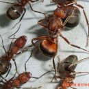 인간과 가장 비슷한 짓을 하는 '개미' 이미지