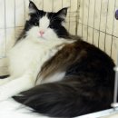 프롬시아 캐터리 | [캣쇼후기]2014.4.6 TICA-TKBS CAT SHOW