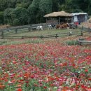 섬강목장 이미지