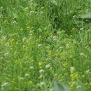 소문난꼬마김밥 이미지