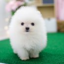 송현동 강아지 이미지