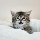 컴투펫 강아지분양 고양이분양 인천본점 이미지