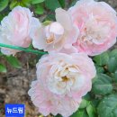 뉴드림 Daum카페