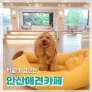 상애농장 | 애견동반으로 안산 비올때 갈만한곳 안산애견카페 추천리스트