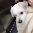 애키새 | 강아지슬링백 애키새 소형견 강아지케리어