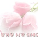 꿈꾸는분홍