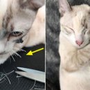 미용집사 이미지