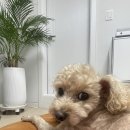 어서오시개냥 애견펜션 | [경기/포천] 어서오시개냥 강아지 동반 애견펜션