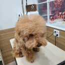 그루밍 봄 이미지