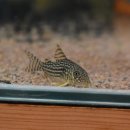 피쉬갤러리 천안점 이미지