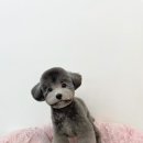 수진애견미용 이미지