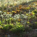 황구지천 이미지