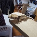무무사우르스