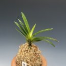 서반농장 이미지