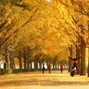 은행나무길 이미지