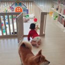 아기 있는 집 봄봄 층간소음 매트 추천 이유 5가지